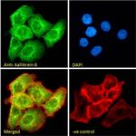 Kallikrein 6 Polyclonal Antibody