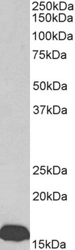 Transthyretin Polyclonal Antibody