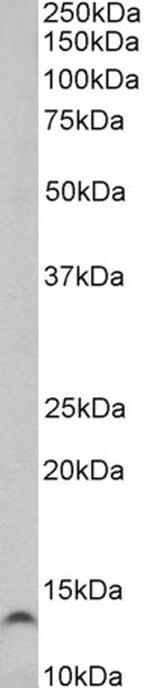 TFF3 Polyclonal Antibody