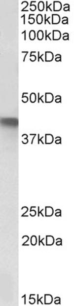 SERPINB1 Antibody in Western Blot (WB)