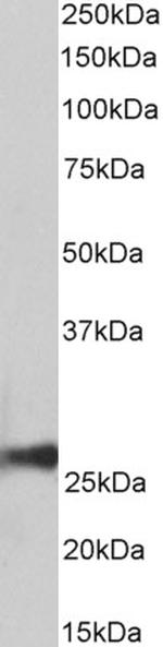 PRDX6 Antibody in Western Blot (WB)