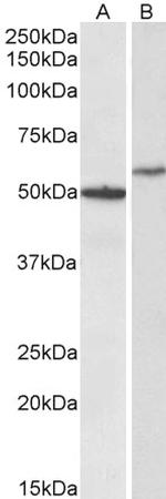 CD47 Antibody in Western Blot (WB)