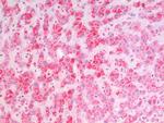 MSI2 Antibody in Immunohistochemistry (Paraffin) (IHC (P))