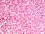 MSI2 Antibody in Immunohistochemistry (Paraffin) (IHC (P))