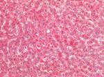 AMACR Antibody in Immunohistochemistry (Paraffin) (IHC (P))