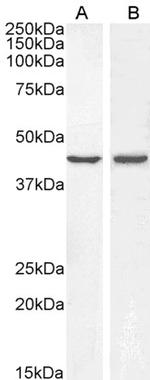 BMP4 Polyclonal Antibody