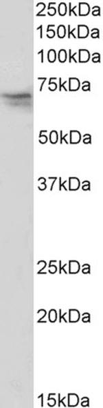 Nucleostemin Antibody in Western Blot (WB)