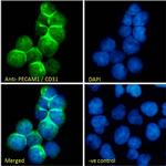 CD31 (PECAM-1) Antibody in Immunocytochemistry (ICC/IF)
