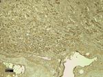 CD31 (PECAM-1) Antibody in Immunohistochemistry (Paraffin) (IHC (P))