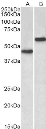 LYVE1 Polyclonal Antibody