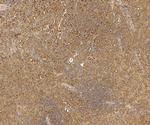 CD68 Antibody in Immunohistochemistry (Paraffin) (IHC (P))