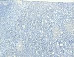 CD68 Antibody in Immunohistochemistry (Paraffin) (IHC (P))