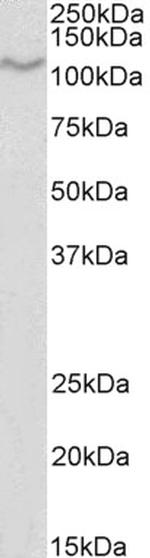 CD68 Antibody in Western Blot (WB)