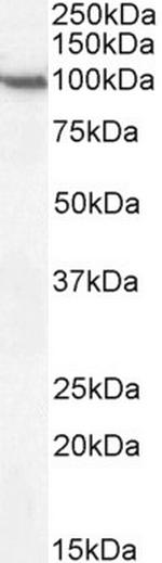 CD68 Antibody in Western Blot (WB)