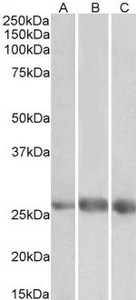 EGFL7 Polyclonal Antibody