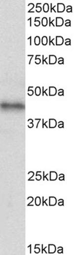 CXCR7 Polyclonal Antibody