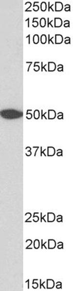 GPR39 Polyclonal Antibody