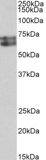 HDC Polyclonal Antibody