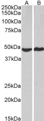 PKA alpha Polyclonal Antibody