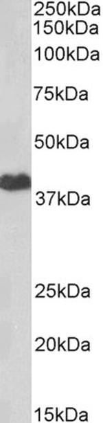 PKA alpha Polyclonal Antibody