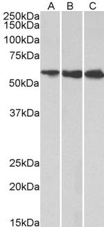 HMGCS1 Polyclonal Antibody