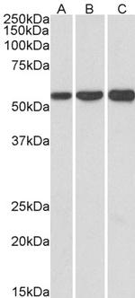 HMGCS1 Polyclonal Antibody