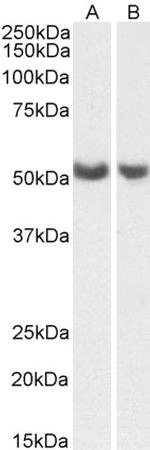 PTGIS Polyclonal Antibody