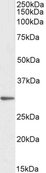 PTGES2 Antibody in Western Blot (WB)