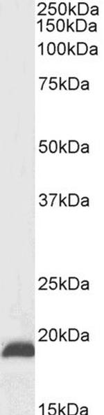 NSG2 Antibody in Western Blot (WB)