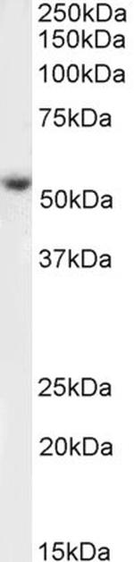 KMO Polyclonal Antibody