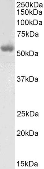 LCAT Polyclonal Antibody