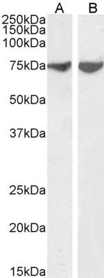 JIP1 Polyclonal Antibody