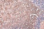 Phospho-Tau (Thr181) Antibody in Immunohistochemistry (Paraffin) (IHC (P))