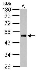 EEF1A1 Antibody in Western Blot (WB)