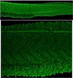 PABPC1b Polyclonal Antibody