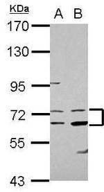 CERT Polyclonal Antibody
