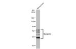 Synapsin Pan Antibody in Western Blot (WB)
