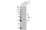 Tau Antibody in Western Blot (WB)