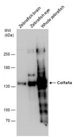 COL1A1 Polyclonal Antibody