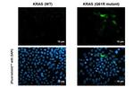 K-Ras (Q61R Mutant) Polyclonal Antibody
