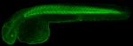 BMPR1A/BMPR1B Polyclonal Antibody