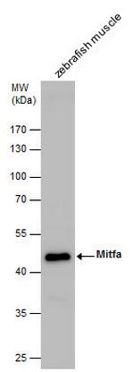 MITFA Antibody in Western Blot (WB)