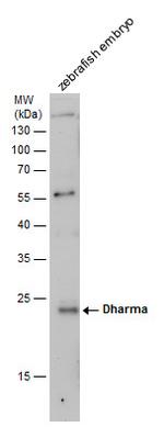 Dharma Polyclonal Antibody