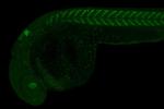 MAFBa Antibody in Immunohistochemistry (PFA fixed) (IHC (PFA))