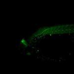 ENG2A Antibody in Immunohistochemistry (PFA fixed) (IHC (PFA))