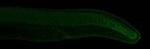 EVE1 Polyclonal Antibody