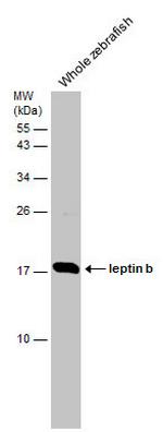 Leptin b Polyclonal Antibody