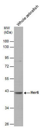 HER-6 Polyclonal Antibody