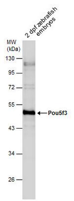 OCT4 Polyclonal Antibody
