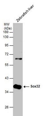 SOX32 Polyclonal Antibody